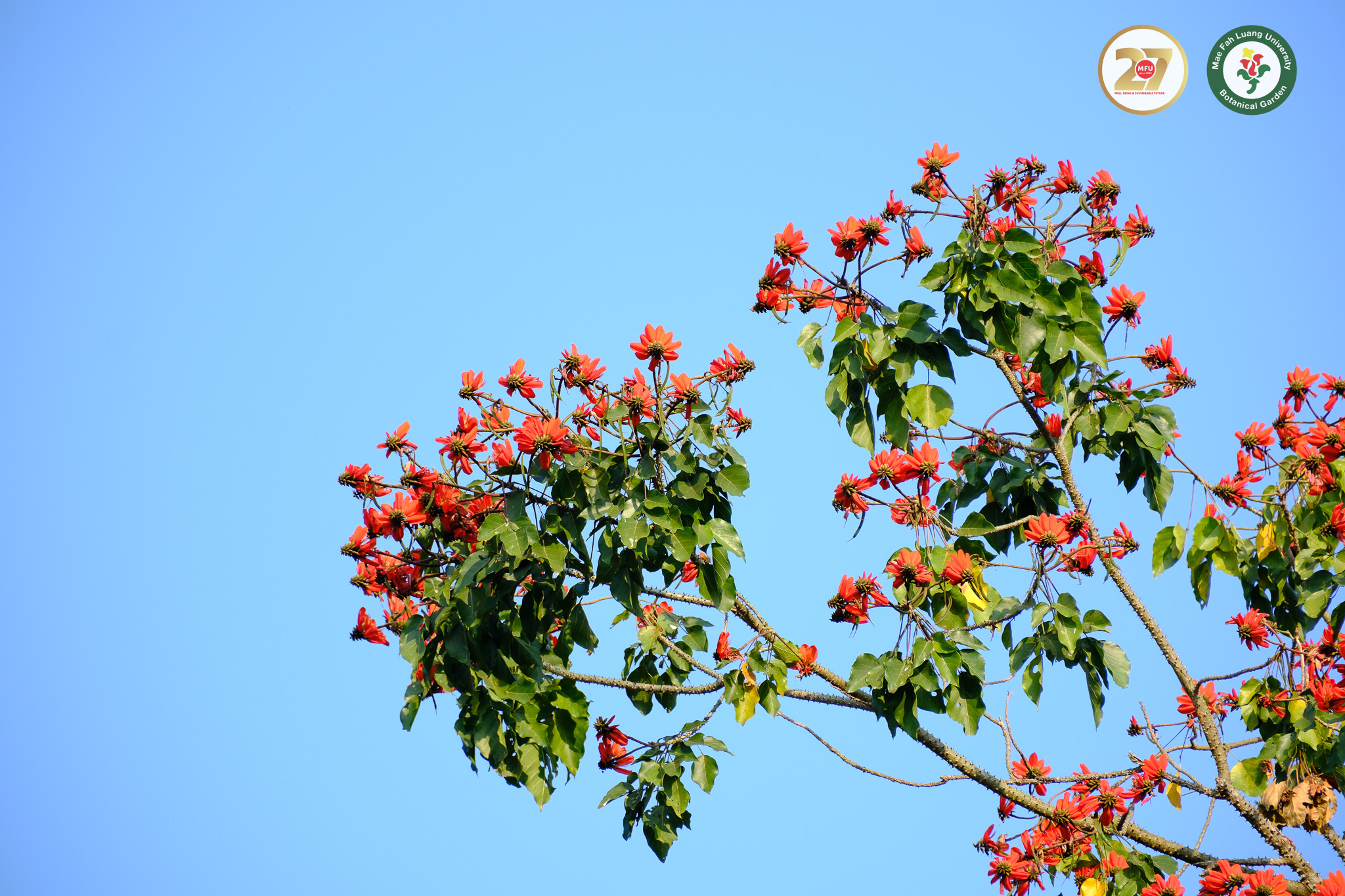 ทองหลางป่า