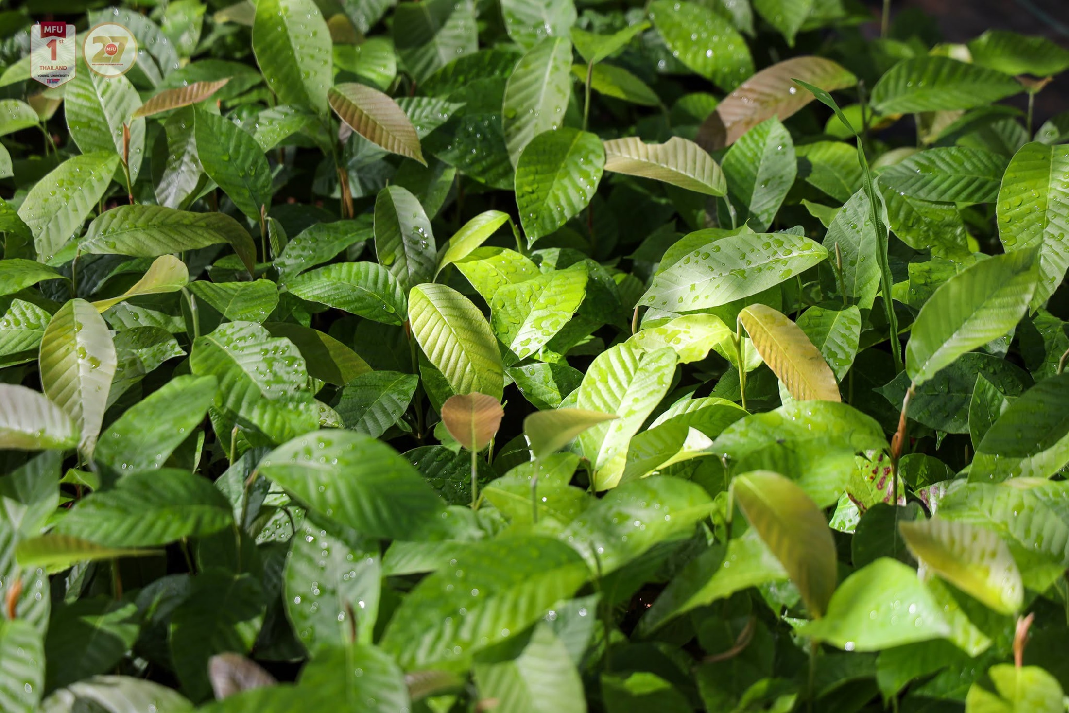 MFU News : Free_Tree_Seedlings_for_Tan_Ha_Day_2026__11_.jpg